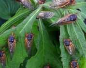 Zombie Cicadas Are Emerging… and They’re Hornier Than Ever | 107.5 Kool FM