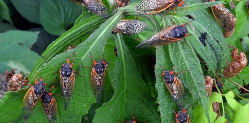 Zombie Cicadas Are Emerging… and They’re Hornier Than Ever | 107.5 Kool FM