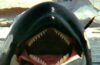 ‘Deep Blue Sea’ Dir. Renny Harlin To Make Killer Whale Horror Film – iHorror
