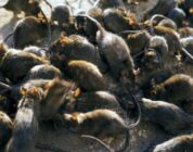 Survival horror where killer rats take over New York in the works – NME