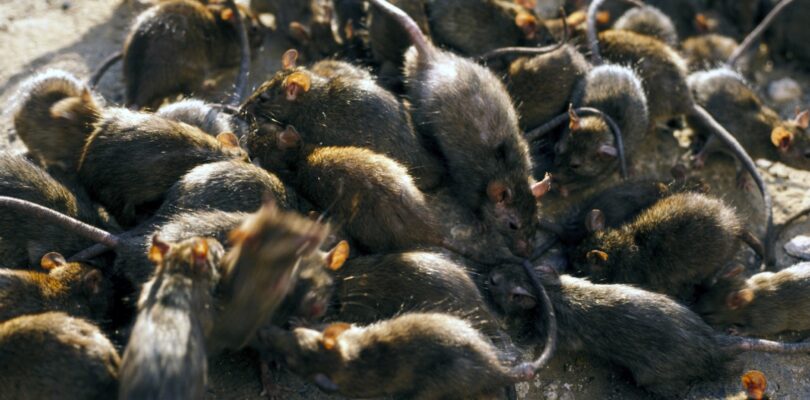 Survival horror where killer rats take over New York in the works – NME