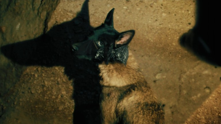 press@bloombergnewstoday.com - Zombie Gaming A bat sitting on a dog's face in A Breed Apart (2025).