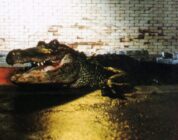 Morris the Movie Star: The Legendary Alligator from Horror Movie ‘Alligator’ Has Passed Away