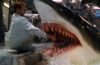 Deep Blue Sea director ditches sharks for orcas in upcoming ocean horror movie
