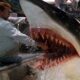Deep Blue Sea director ditches sharks for orcas in upcoming ocean horror movie