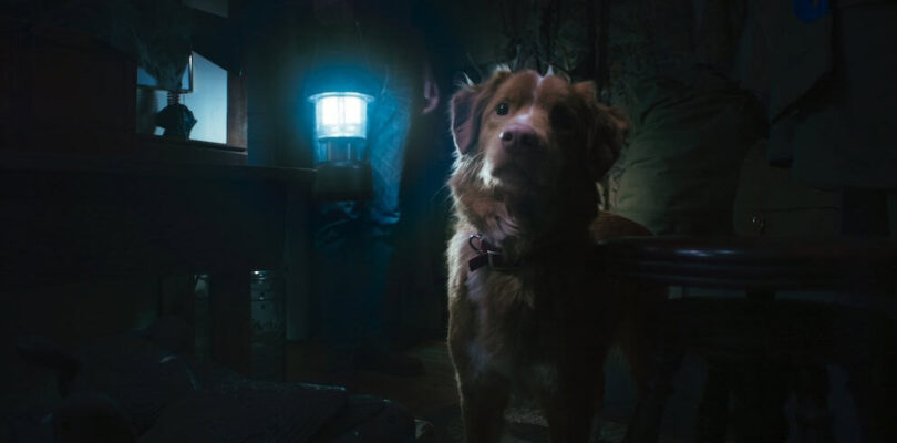 Good Boy: Shudder acquires haunted house movie told from the dog’s perspective – JoBlo