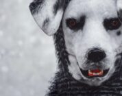 ‘Good Boy’ Takes Pet Ownership To A Very Dark Place – iHorror