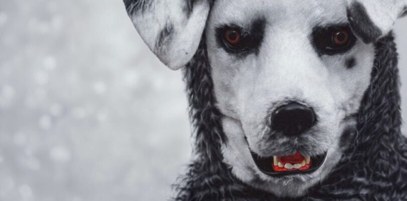 ‘Good Boy’ Takes Pet Ownership To A Very Dark Place – iHorror