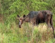 ‘Zombie moose’: As climate change shortens winters, ticks ravage New … – New Hampshire Bulletin