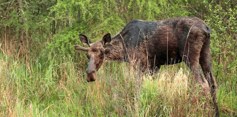 ‘Zombie moose’: As climate change shortens winters, ticks ravage New … – New Hampshire Bulletin