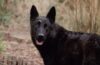 6 Reasons Why ‘The Breed’ is Better Than ‘A Breed Apart’ – Creepy Catalog