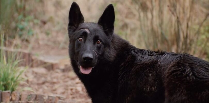 6 Reasons Why ‘The Breed’ is Better Than ‘A Breed Apart’ – Creepy Catalog