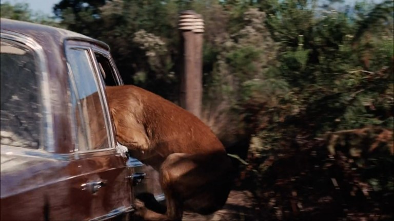 - Zombie Gaming A dog hangs out of a car window in The Breed (2006).