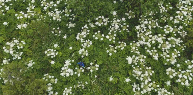 This giant “horror movie” plant can cause skin burns and blindness – and it’s taking over the UK