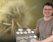 WSU researchers hope to kill orchard pests with ‘zombie’ fungi – Capital Press