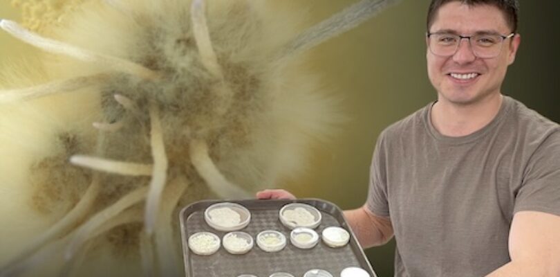 WSU researchers hope to kill orchard pests with ‘zombie’ fungi – Capital Press